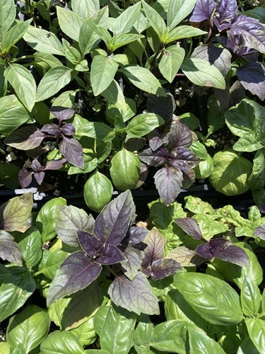 Basil leaves