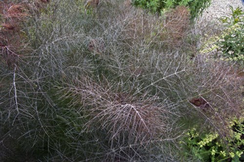 Bronze Fennel