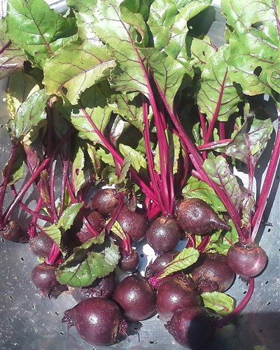 Red beets