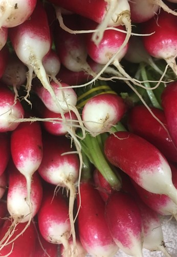 French Breakfast Radishes