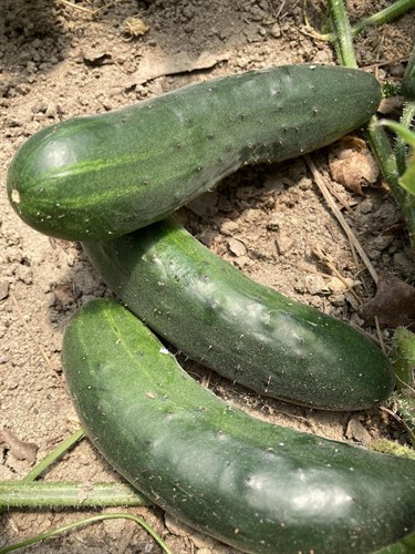 Cucumber "Muncher"