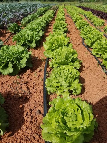 Lettuce, head, Romaine