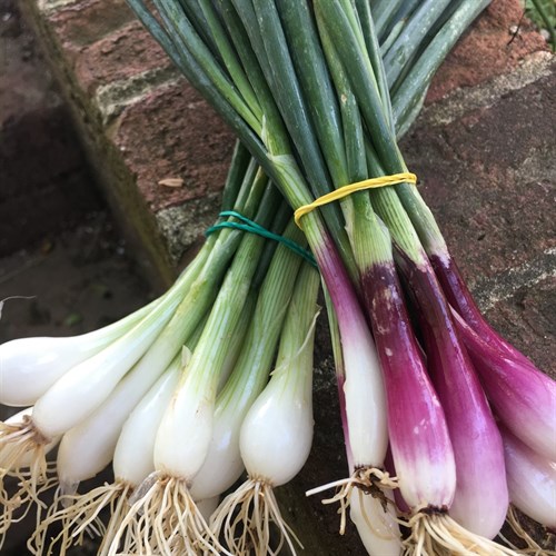 Spring Onions