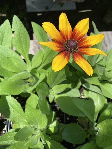 Rudbeckia