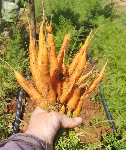 Carrots