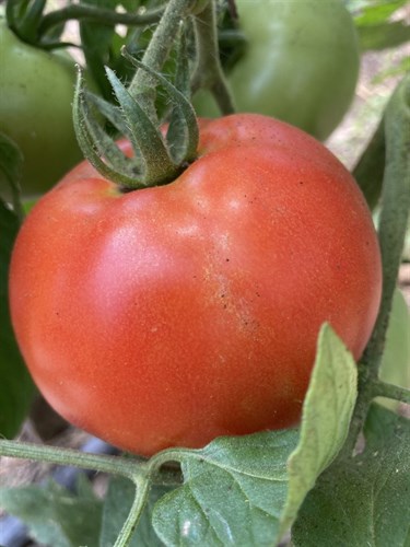 Red slicing tomato