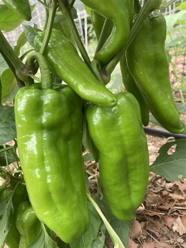 Peppers, Sweet Green