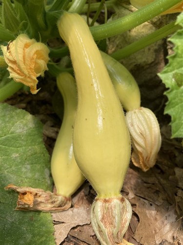 Summer Squash