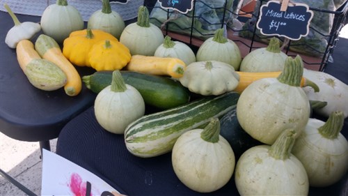 Summer Squash