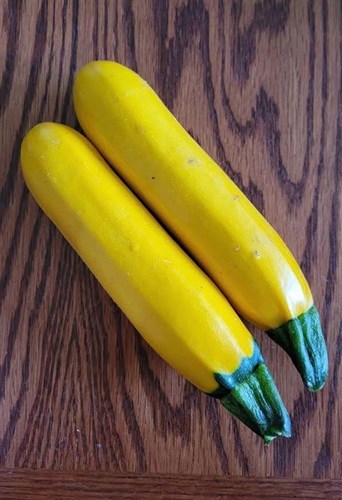 Squash- Yellow Zucchini