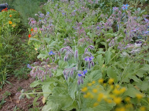 Edible Flowers