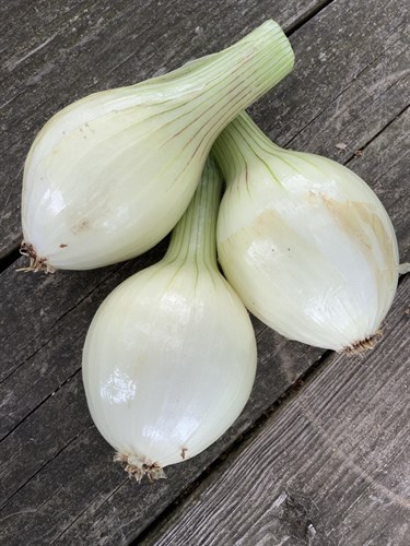 Onions, white