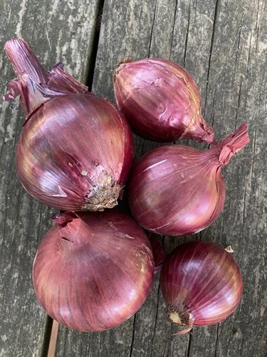 Onions, red
