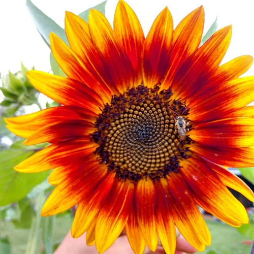 Flower Bouquets