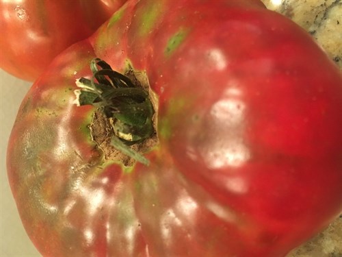 Ugly Tomatoes