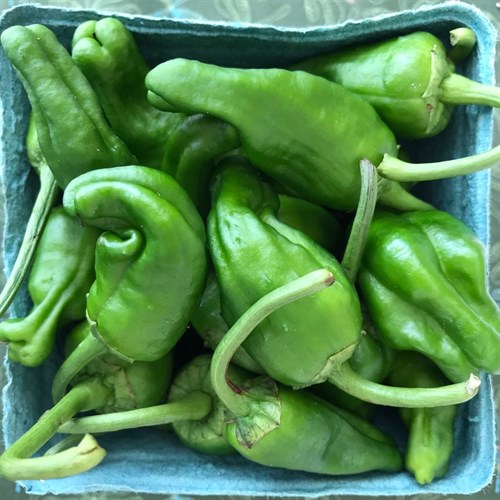 Padron Peppers