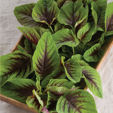 Amaranth