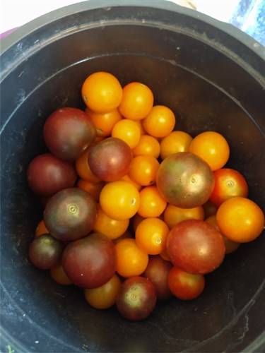 Cherry Tomatoes