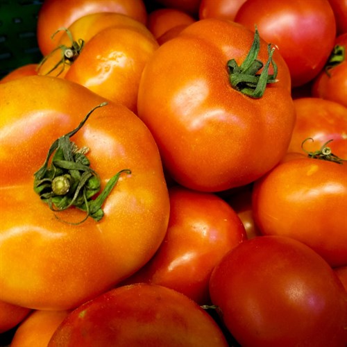 Hanover Tomatoes