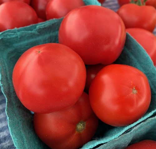 Salad Tomatoes