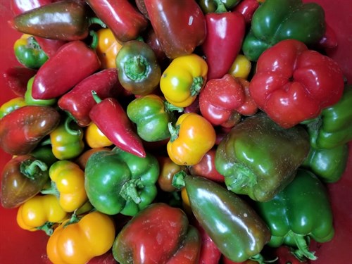 Peppers, Sweet, mixed Heirlooms