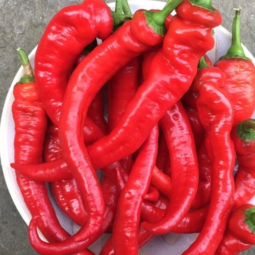 Jimmy Nardello Sweet Peppers
