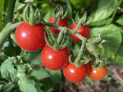Tomato, sweet million