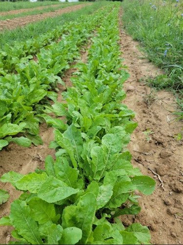Greens- Arugula