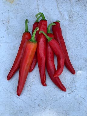 Hot Pepper- Cayenne