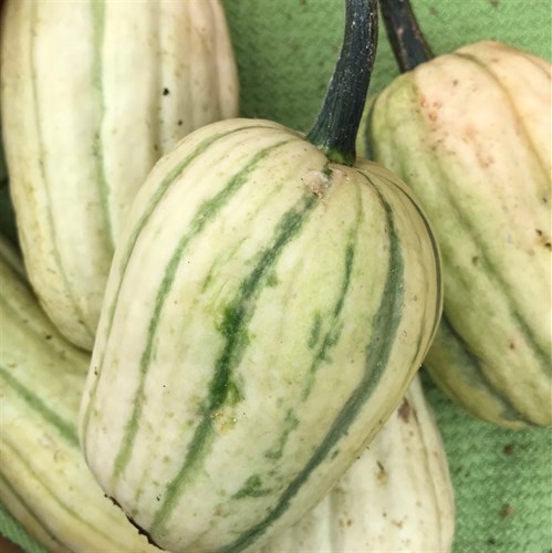 Delicata Squash