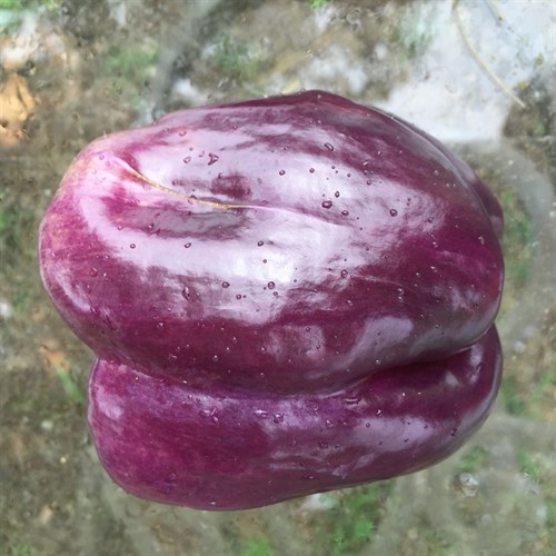 Islander peppers