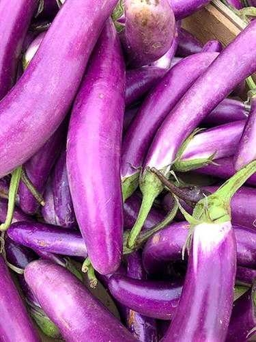 Asian Eggplant