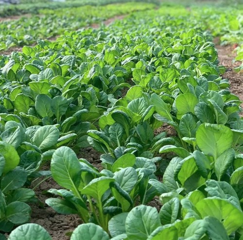 Greens- Tatsoi (8)