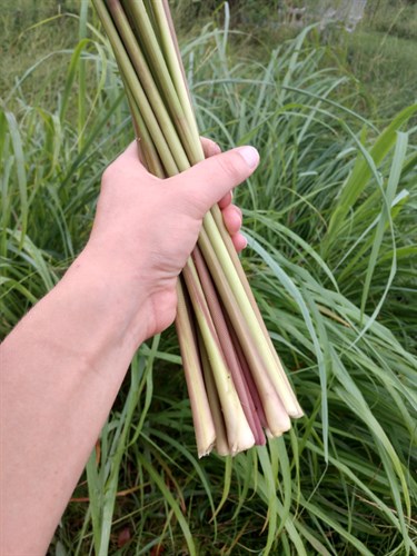 Fresh Lemongrass