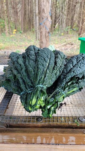 Greens (B)- Toscano Kale
