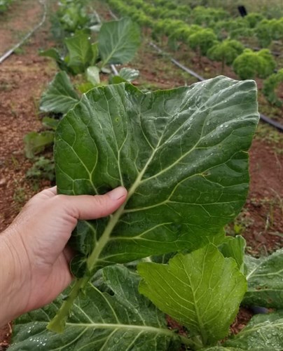 Collards
