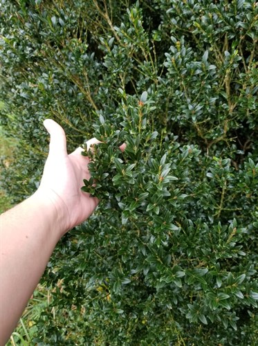 Boxwood cuttings, English, decorative, untreated