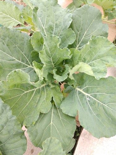 Collard Greens (PLANTS)