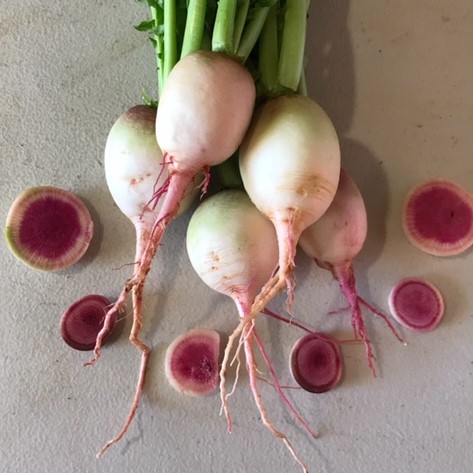 Watermelon Radish