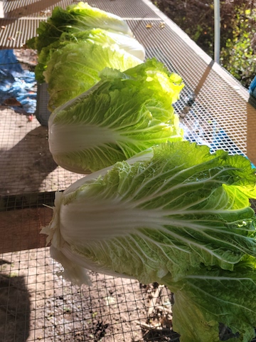 Greens- Chinese Cabbage