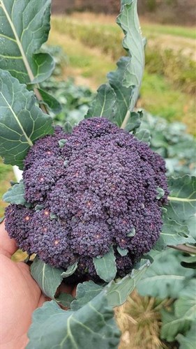 Broccoli- Purple Sprouting