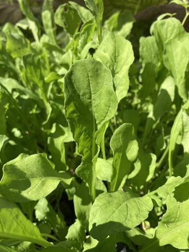 Arugula