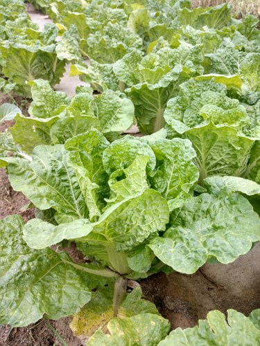 Chinese Napa Cabbage (PLANTS)