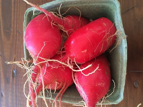 Red Daikon Radish