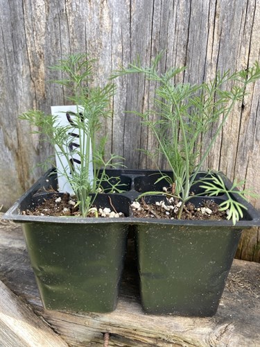 dill plant