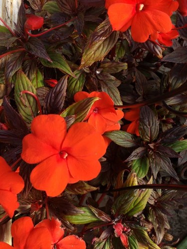 Plant, SunPatiens Orange bronze leaf