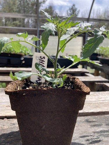 Tomato plant-moonshadow