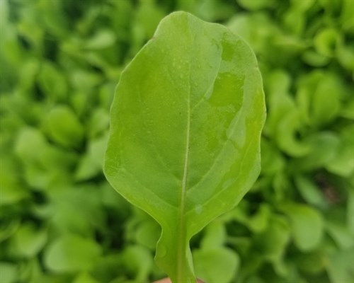 Greens- Arugula 5oz