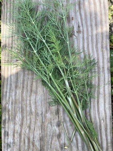 Dill