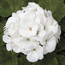 Plant, Geranium 'Maverick White'